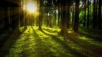 les nature-3294681 1280
